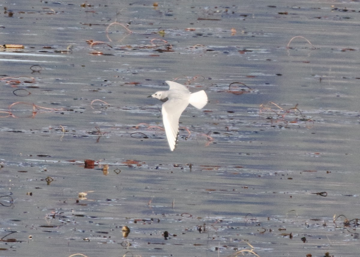Bonaparte's Gull - ML611161942