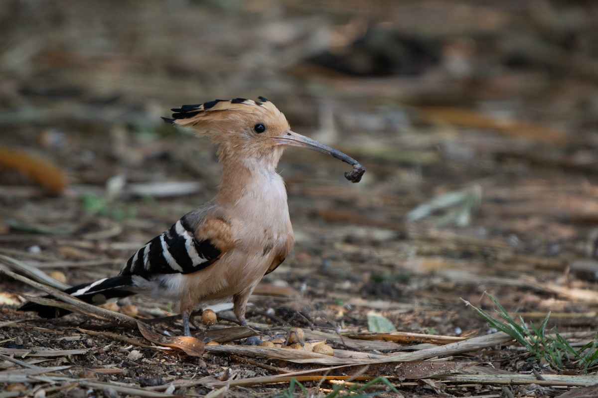 Madagascar Hoopoe - ML611161949