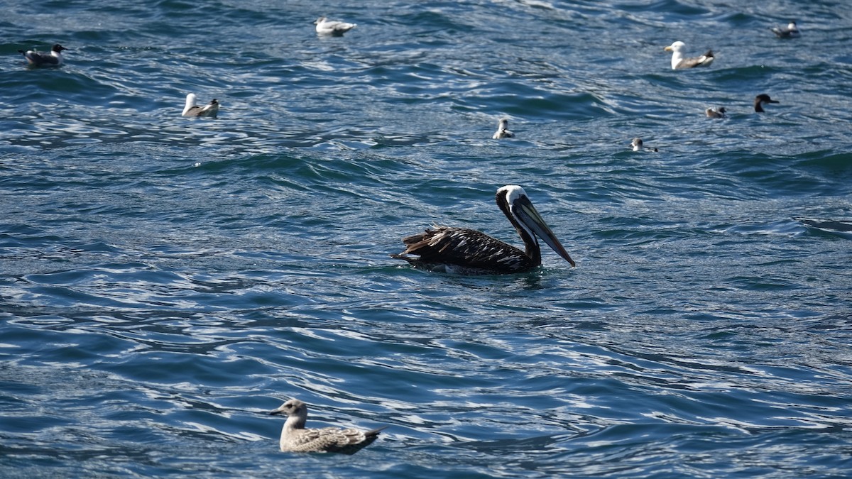 Peruvian Pelican - ML611161956