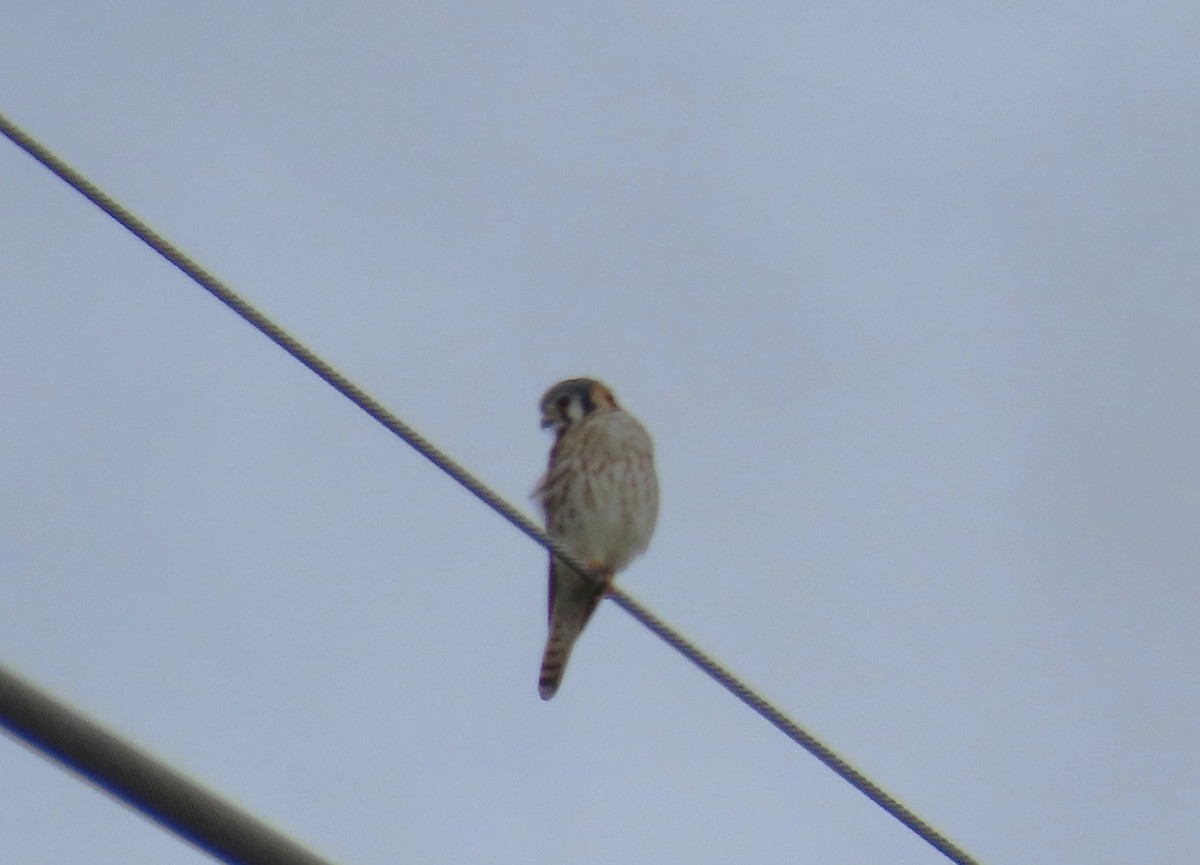 American Kestrel - ML611161984