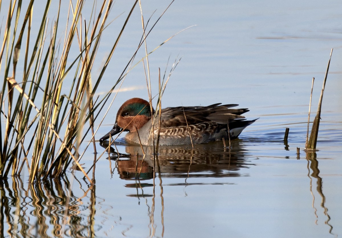 Green-winged Teal - ML611161995