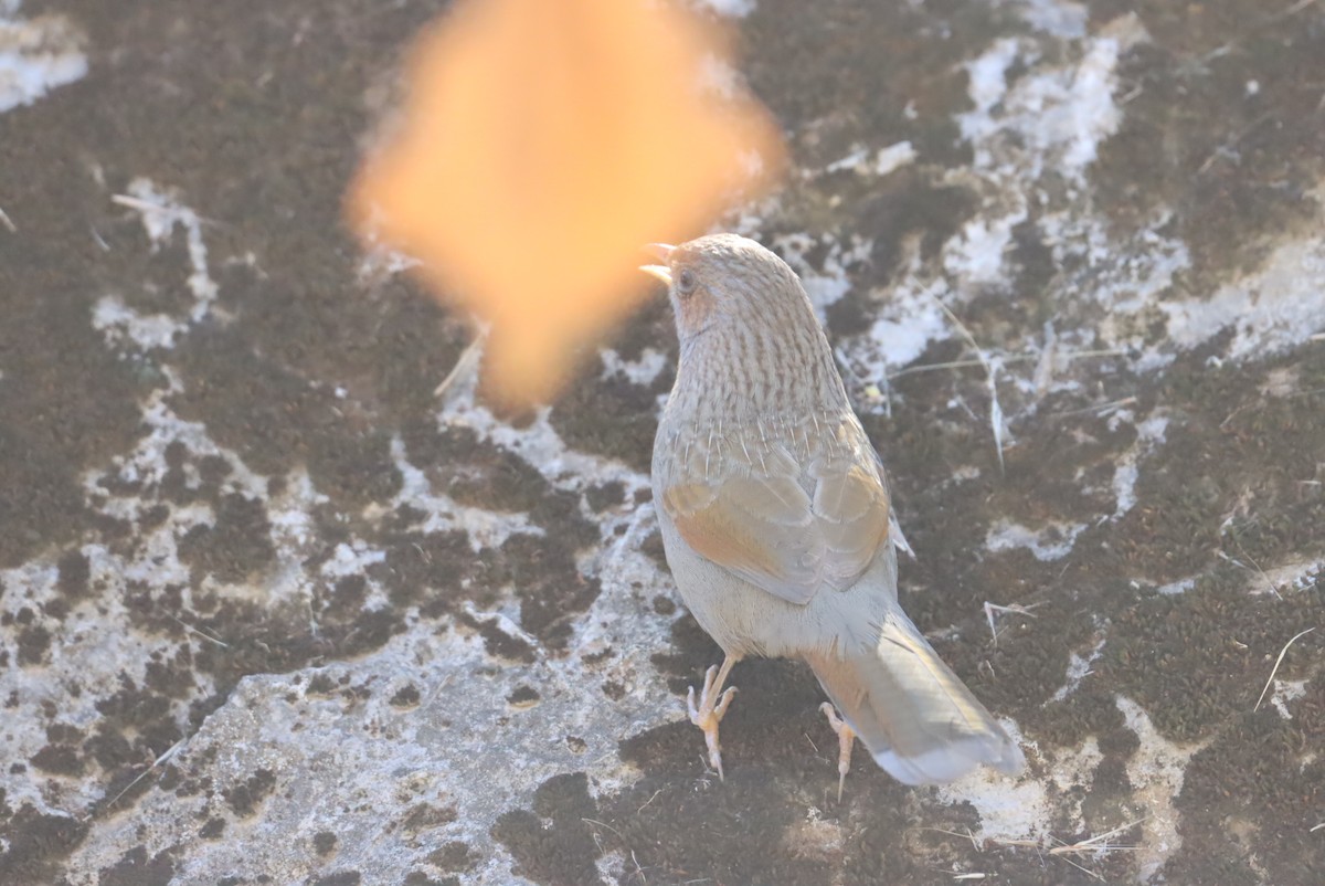 Streaked Laughingthrush - Timm Bakot Gönner