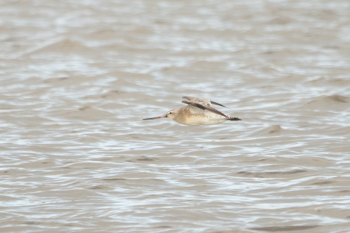 Bar-tailed Godwit - ML611162145