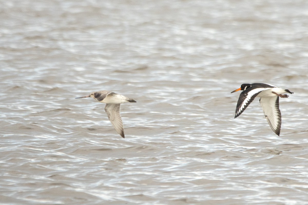 Bar-tailed Godwit - Letty Roedolf Groenenboom