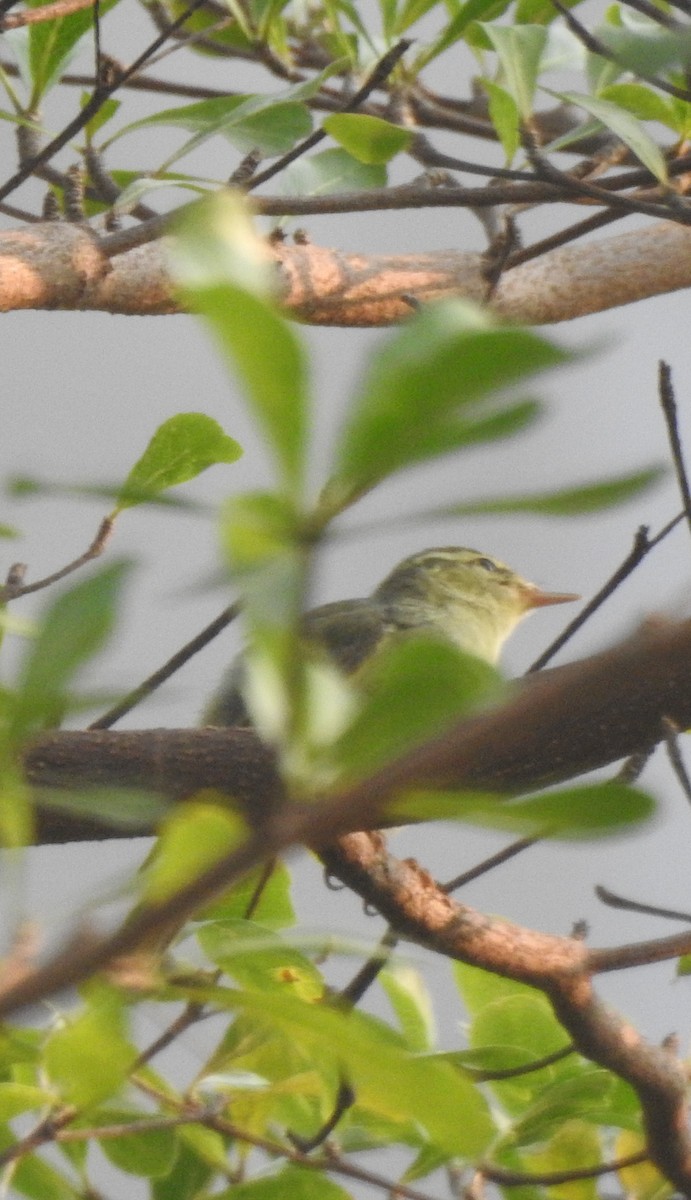 Green Warbler - Fermin Jose