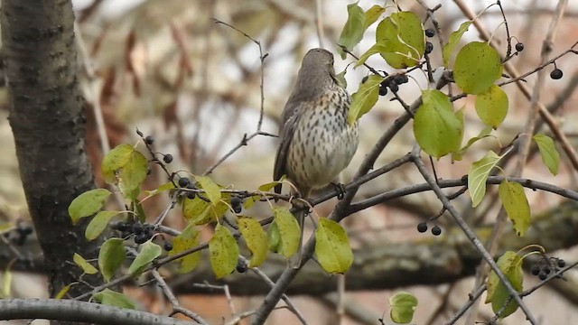 ウタイマネシツグミ - ML611162248