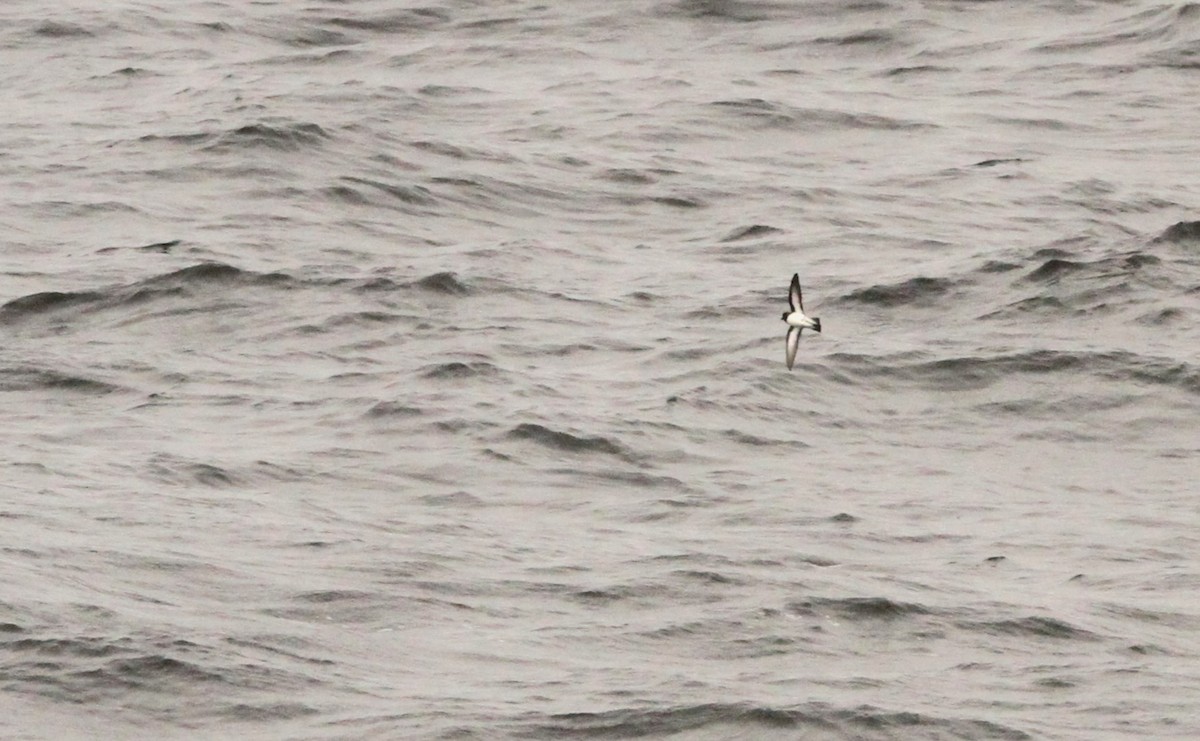 Gray-backed Storm-Petrel - ML611162321