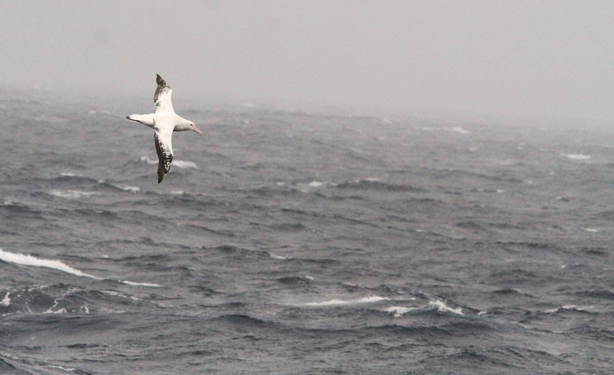 Snowy Albatross - ML611162343