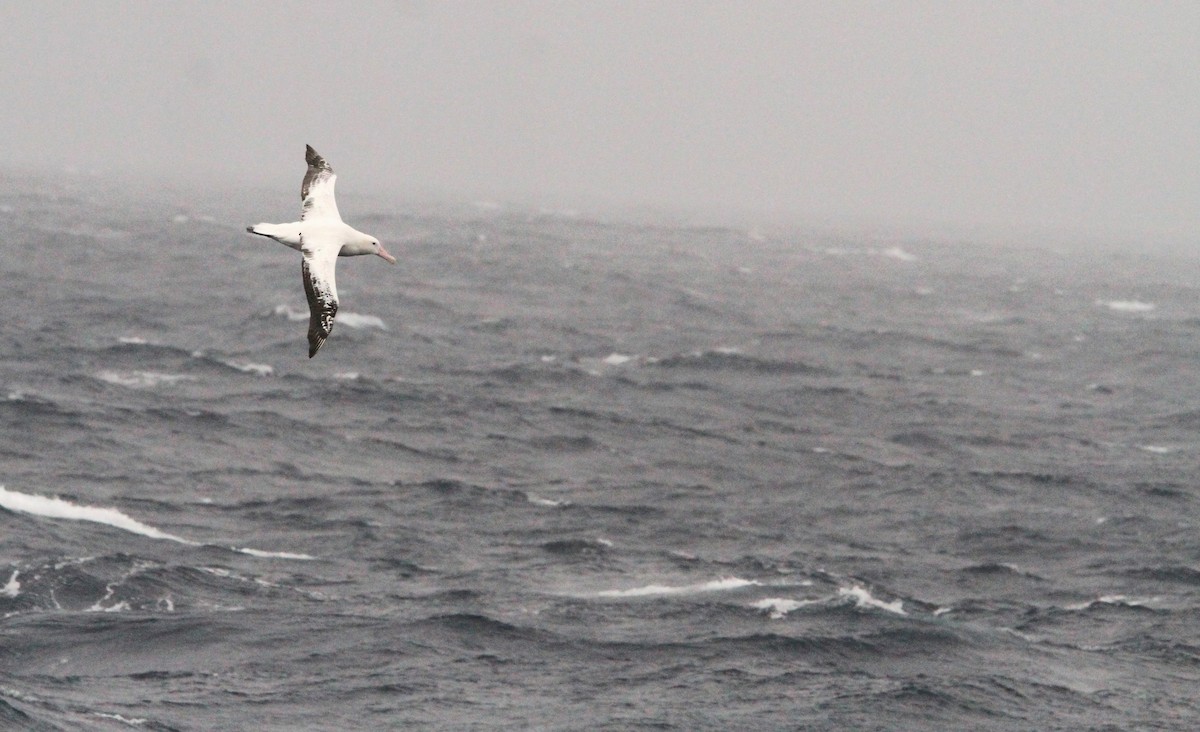 Snowy Albatross - Simon Davies