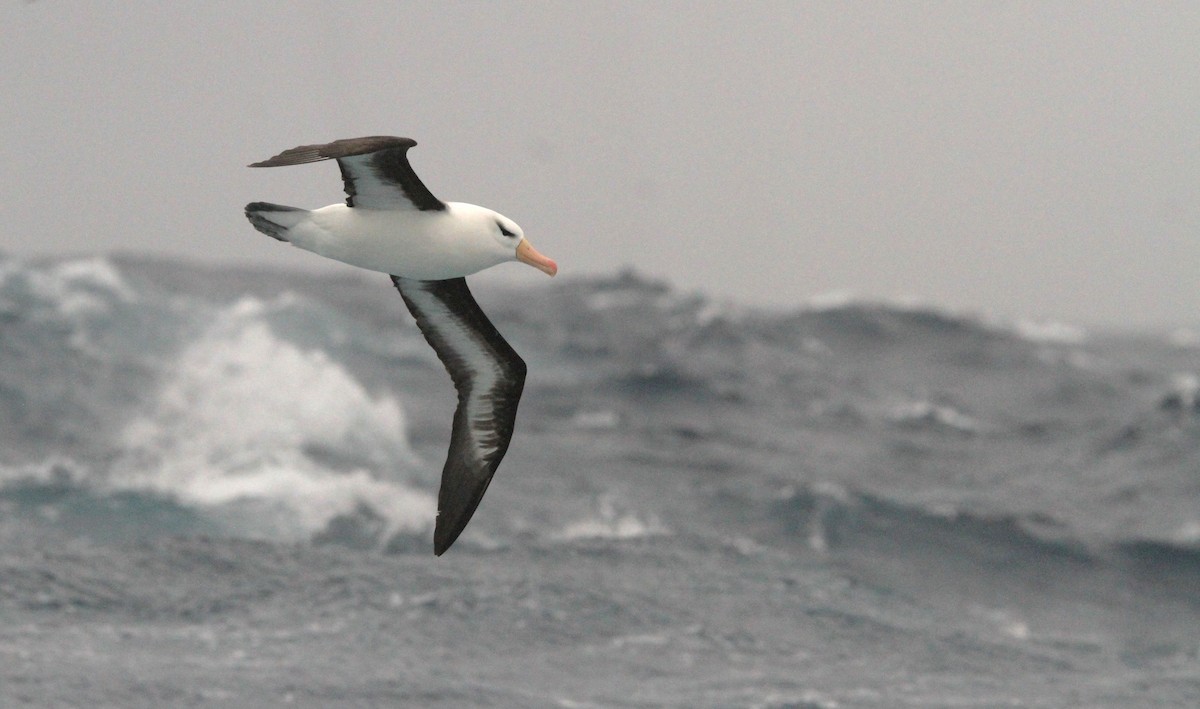 Albatros à sourcils noirs - ML611162352