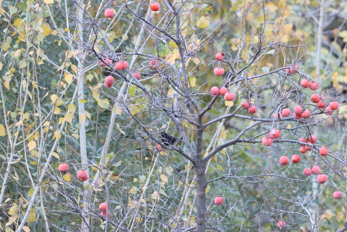 Eurasian Blackbird - ML611162379