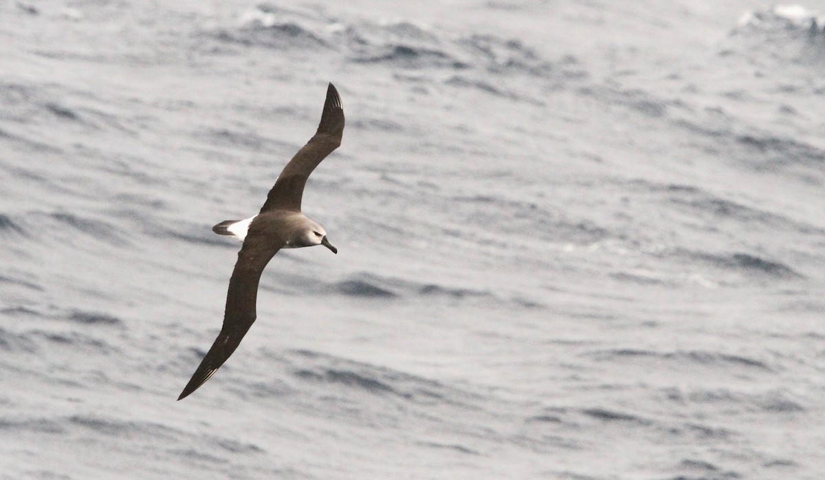 Albatros Cabecigrís - ML611162404