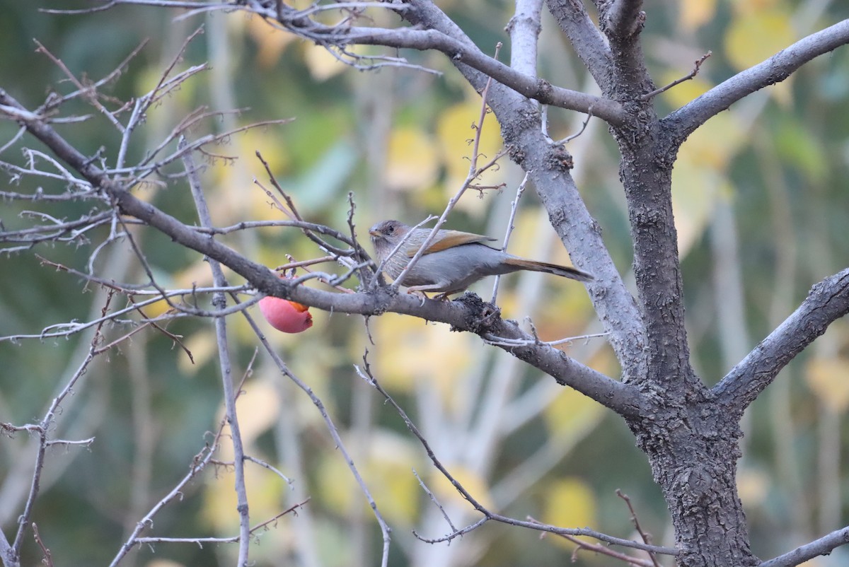 Streaked Laughingthrush - ML611162426