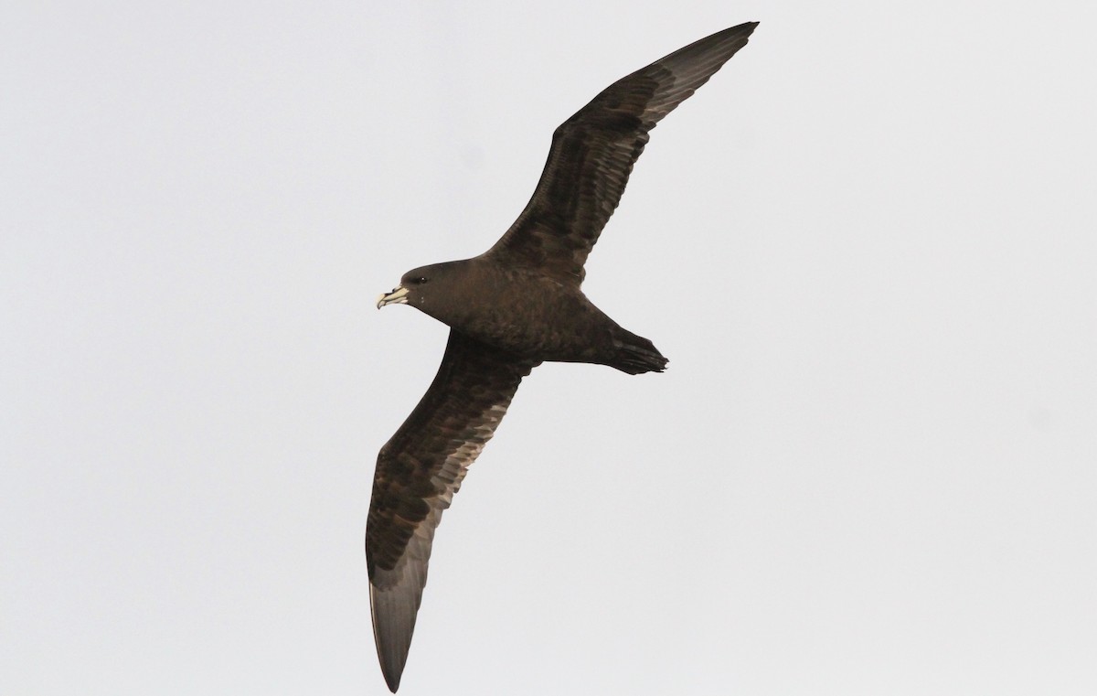 White-chinned Petrel - ML611162448