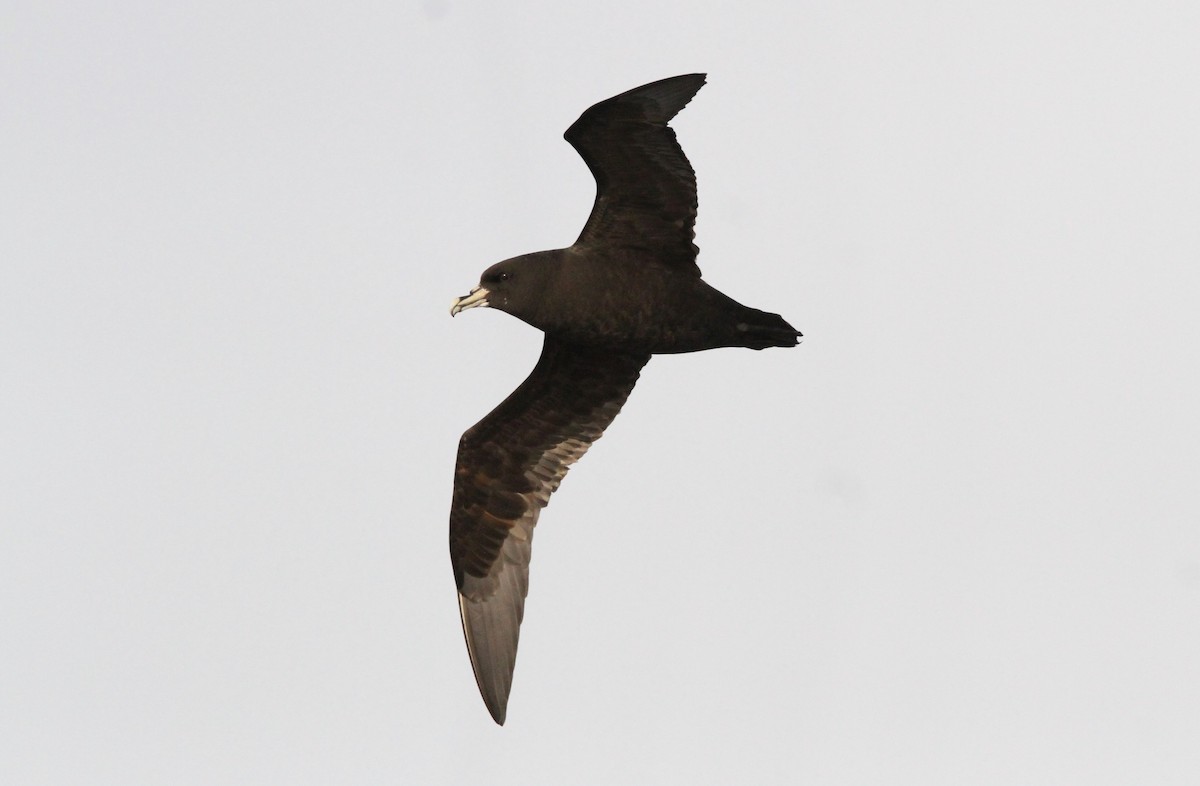 White-chinned Petrel - ML611162459