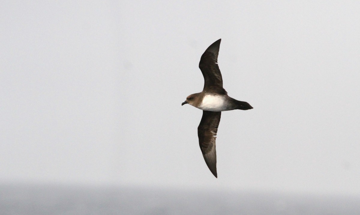 Atlantic Petrel - ML611162476