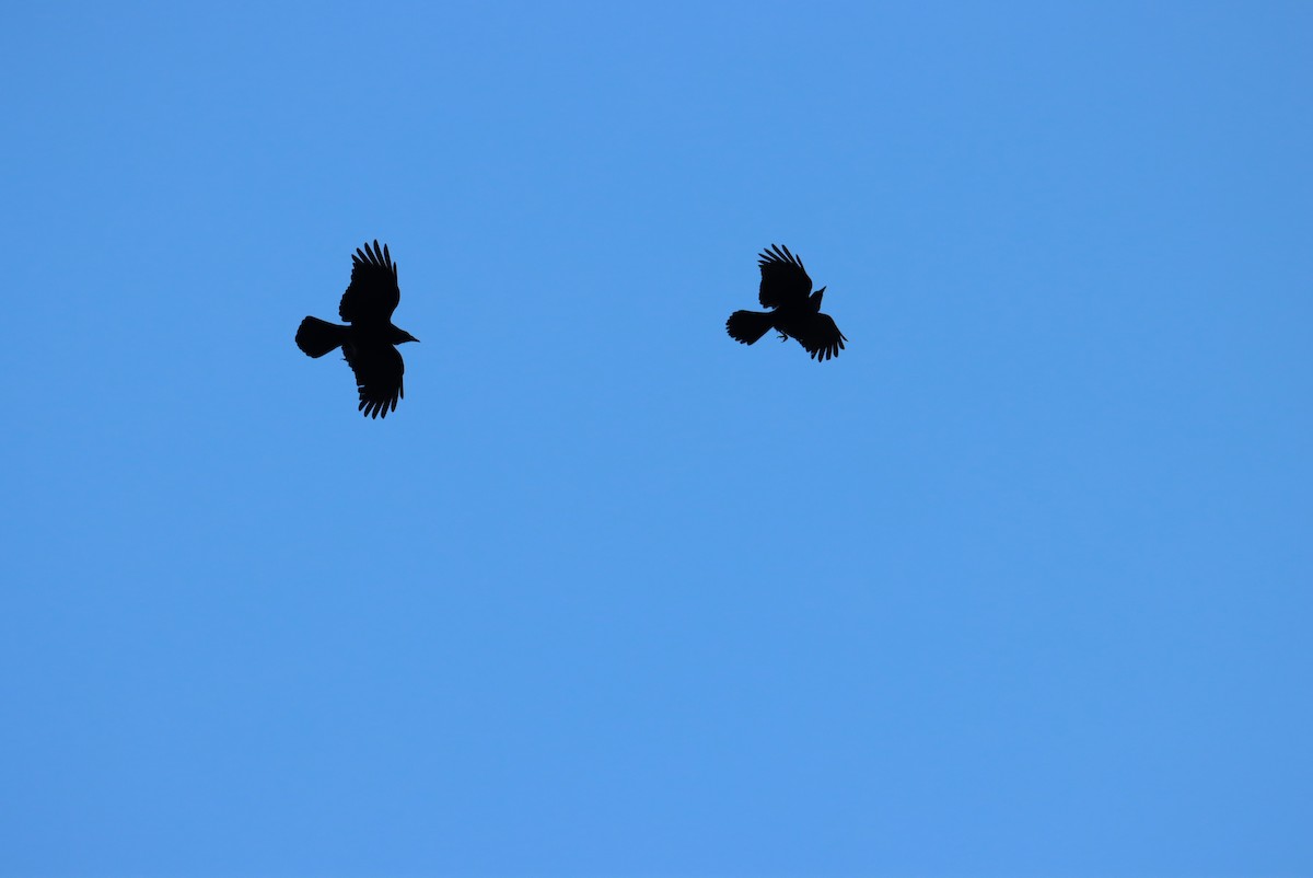 Common Raven - Timm Bakot Gönner