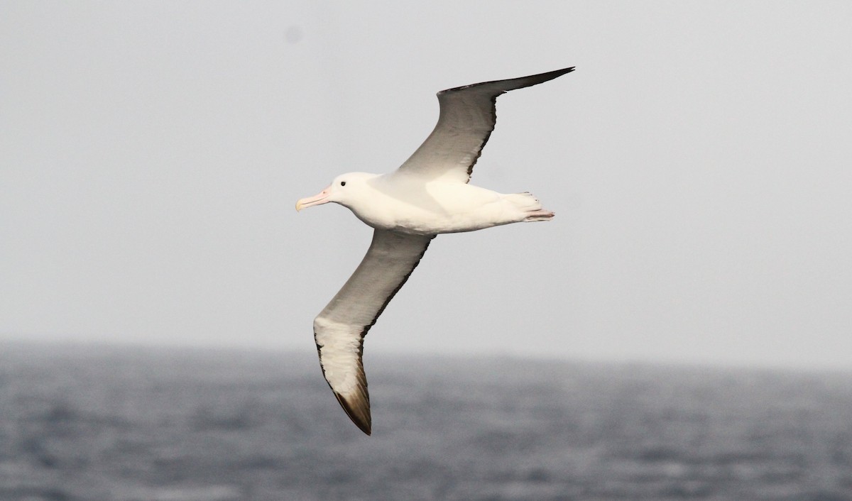 Southern Royal Albatross - ML611162517