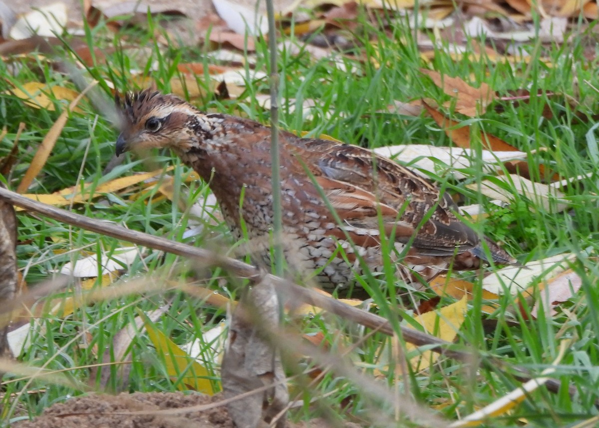 Northern Bobwhite - Scott Urban