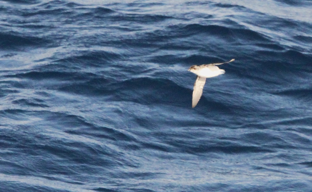 South Georgia Diving-Petrel - ML611162575