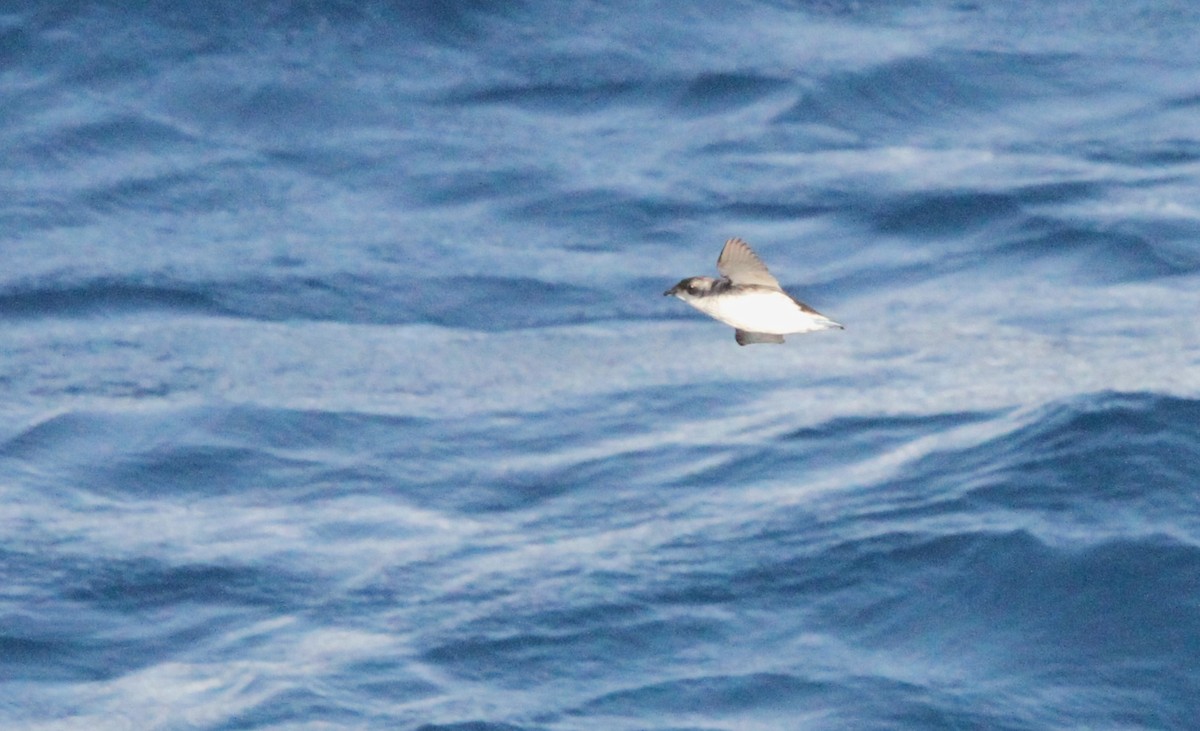 South Georgia Diving-Petrel - ML611162583