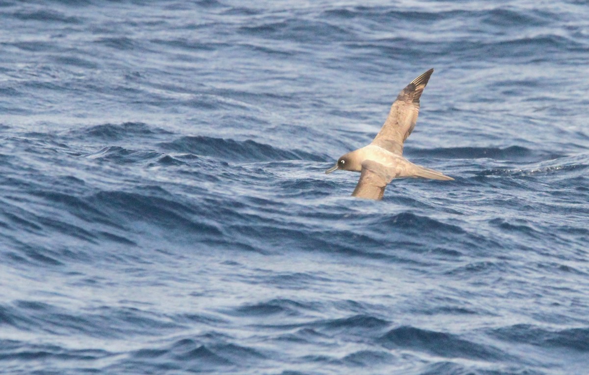 Light-mantled Albatross - ML611162595