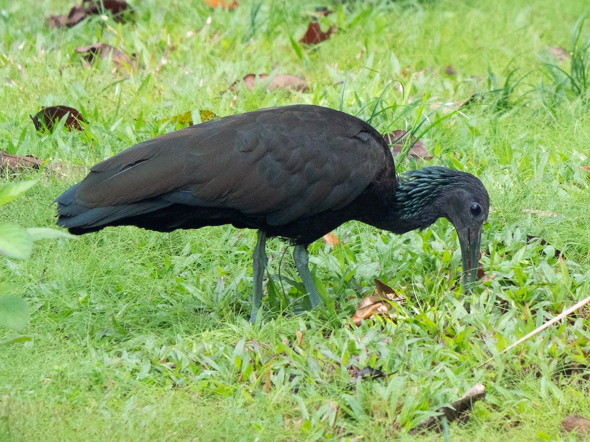 ibis zelený - ML611162707