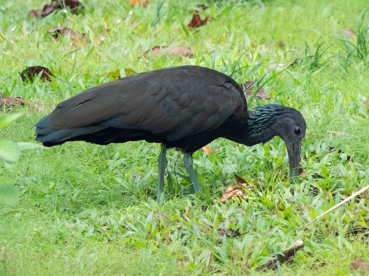 Green Ibis - ML611162707