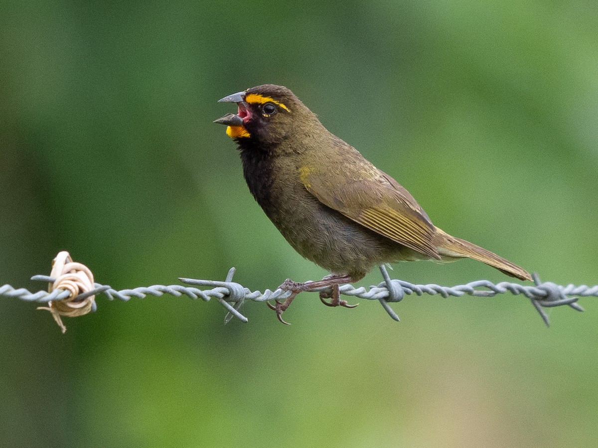 Yellow-faced Grassquit - ML611162728