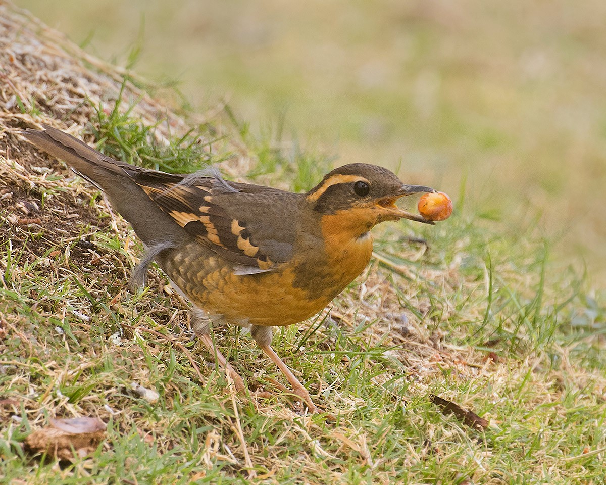 Varied Thrush - ML611162853