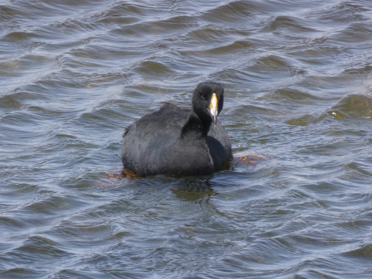 Giant Coot - ML611162859
