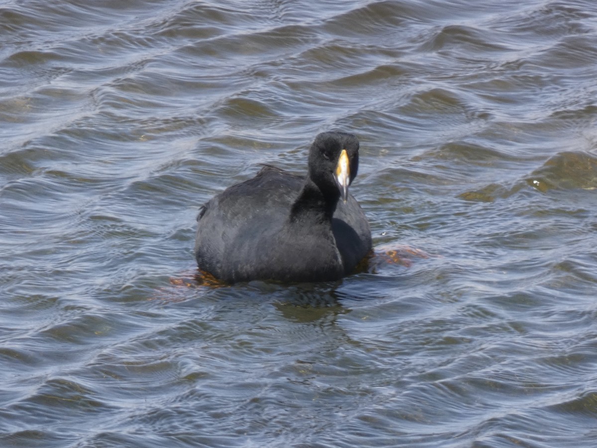 Giant Coot - Carlos Villaverde Castilla