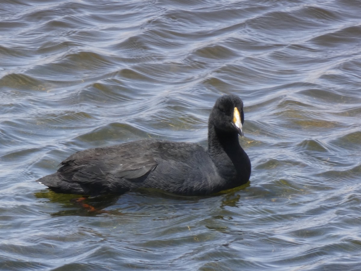Giant Coot - ML611162862
