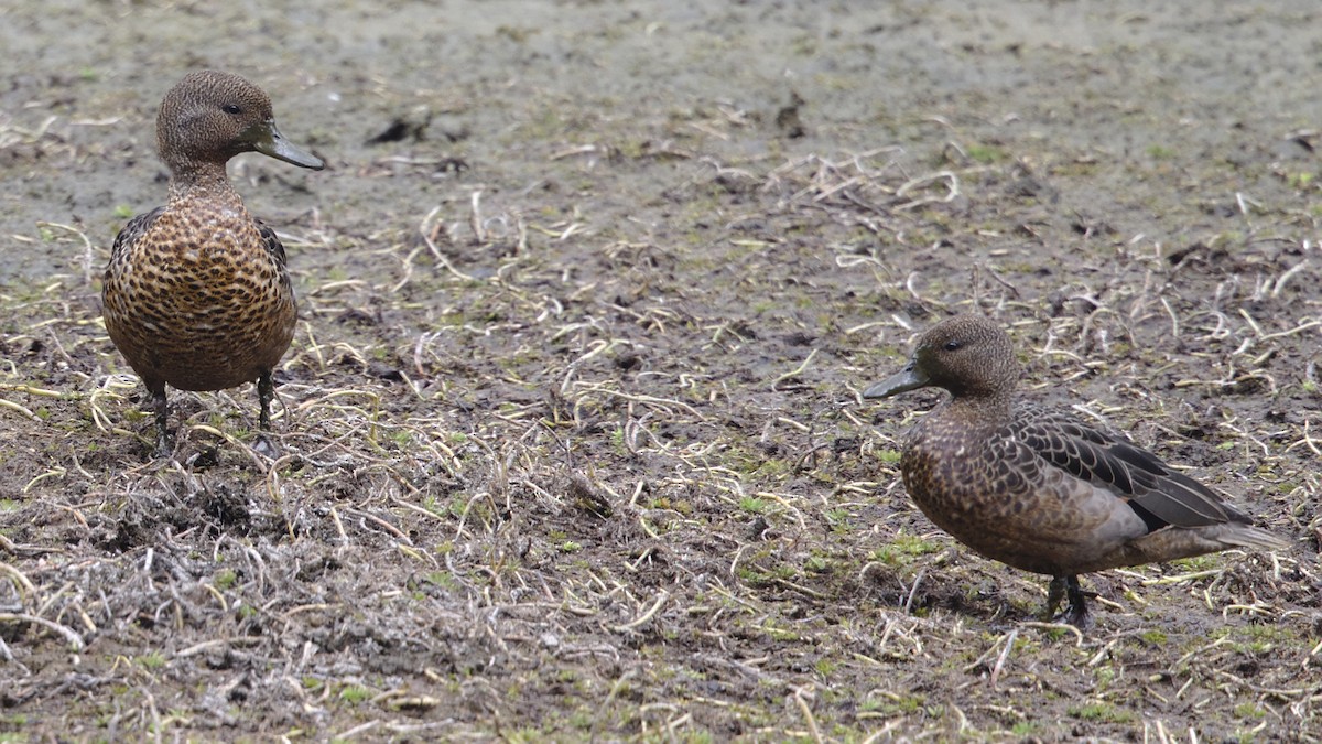 Andean Teal - ML611162968