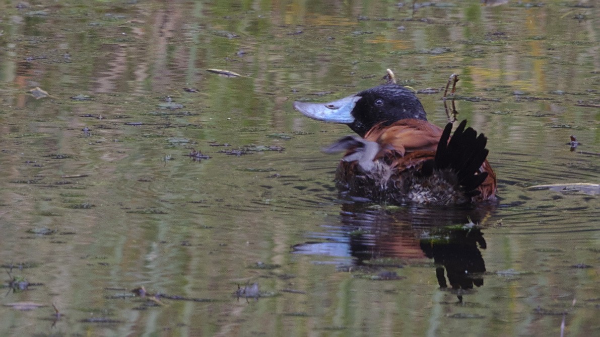 Andean Duck - ML611162974