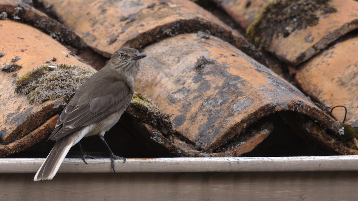Black-billed Shrike-Tyrant - ML611163083