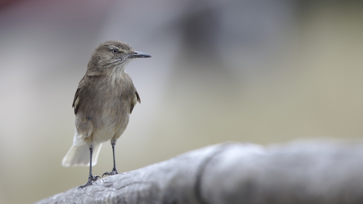 Black-billed Shrike-Tyrant - ML611163084