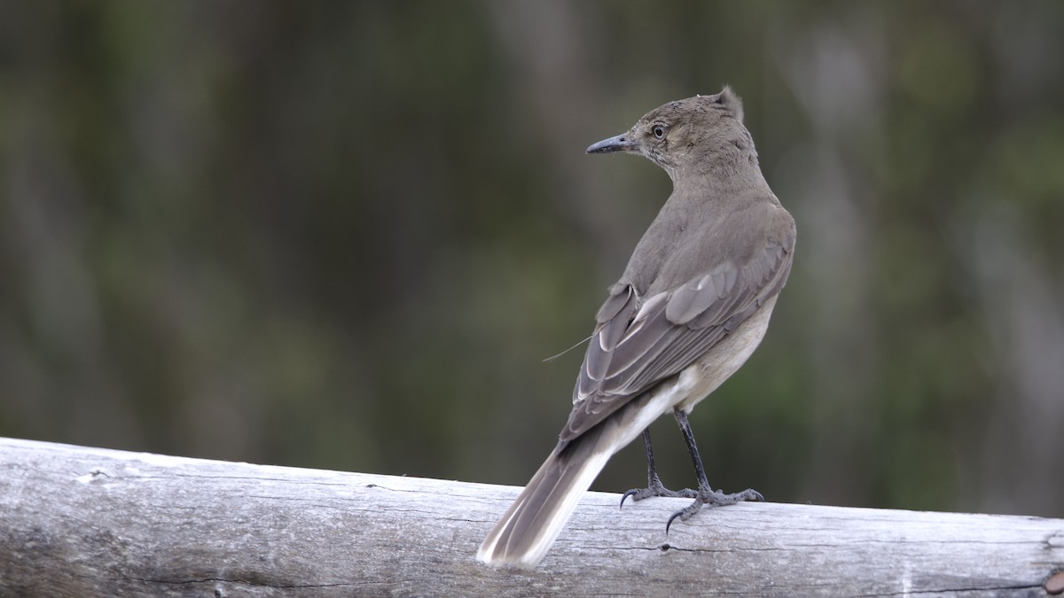 Black-billed Shrike-Tyrant - ML611163085