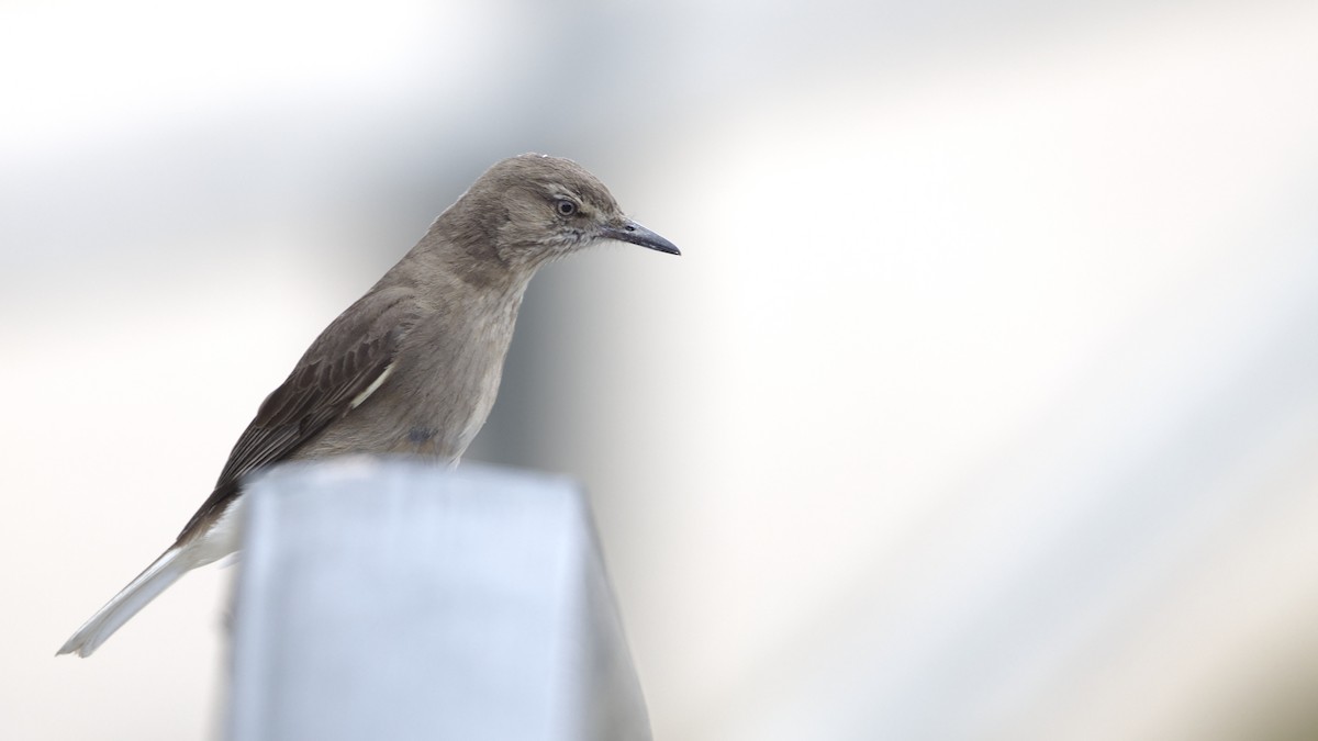 Black-billed Shrike-Tyrant - ML611163086