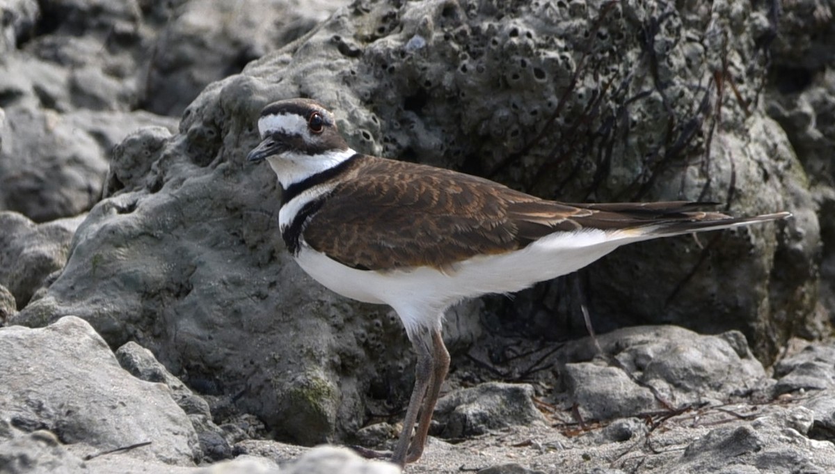 Killdeer - ML611163089