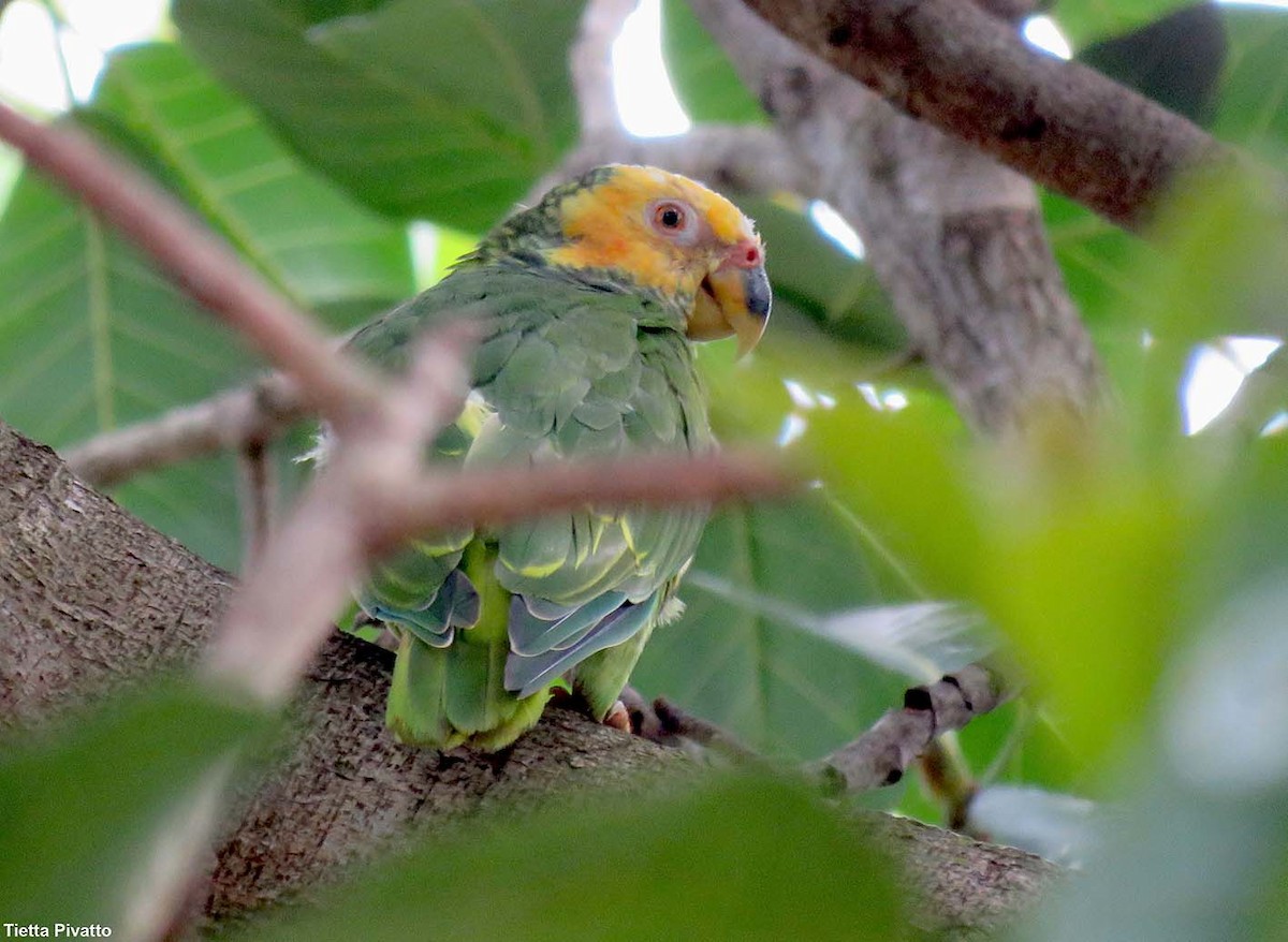 Yellow-faced Parrot - ML611163094
