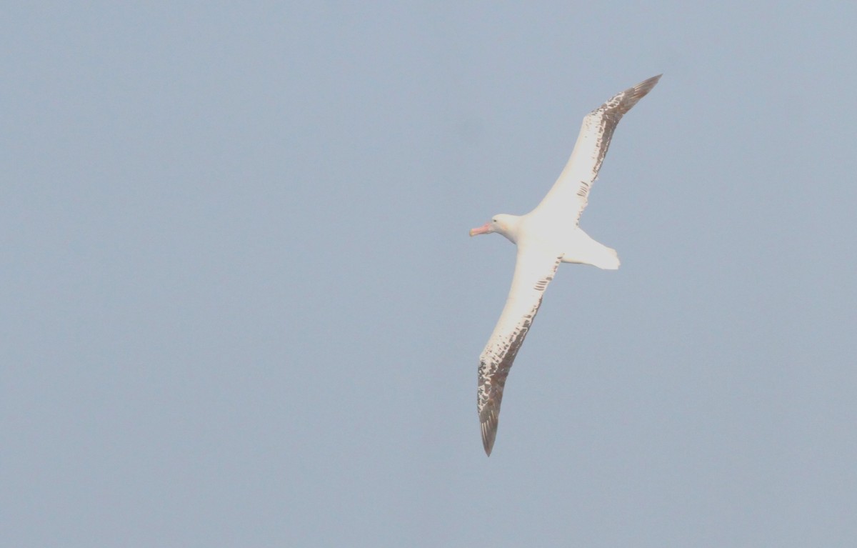 Snowy Albatross - ML611163162