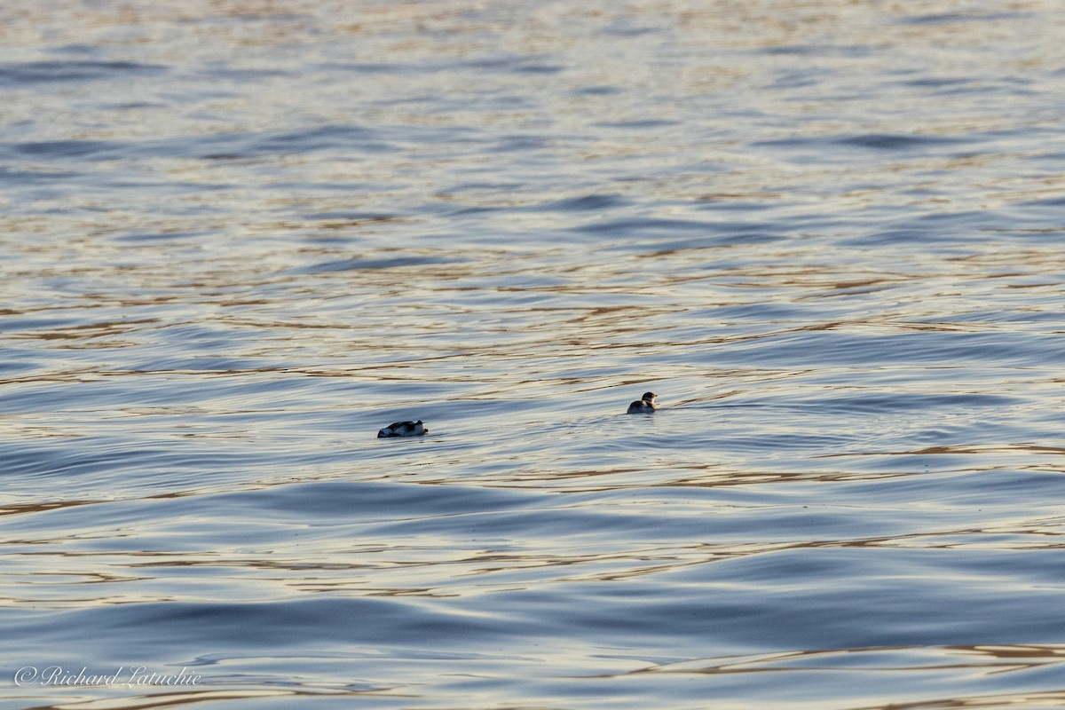 Marbled Murrelet - ML611163163