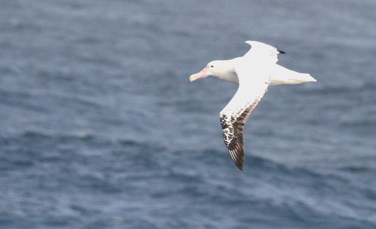 Snowy Albatross - ML611163168