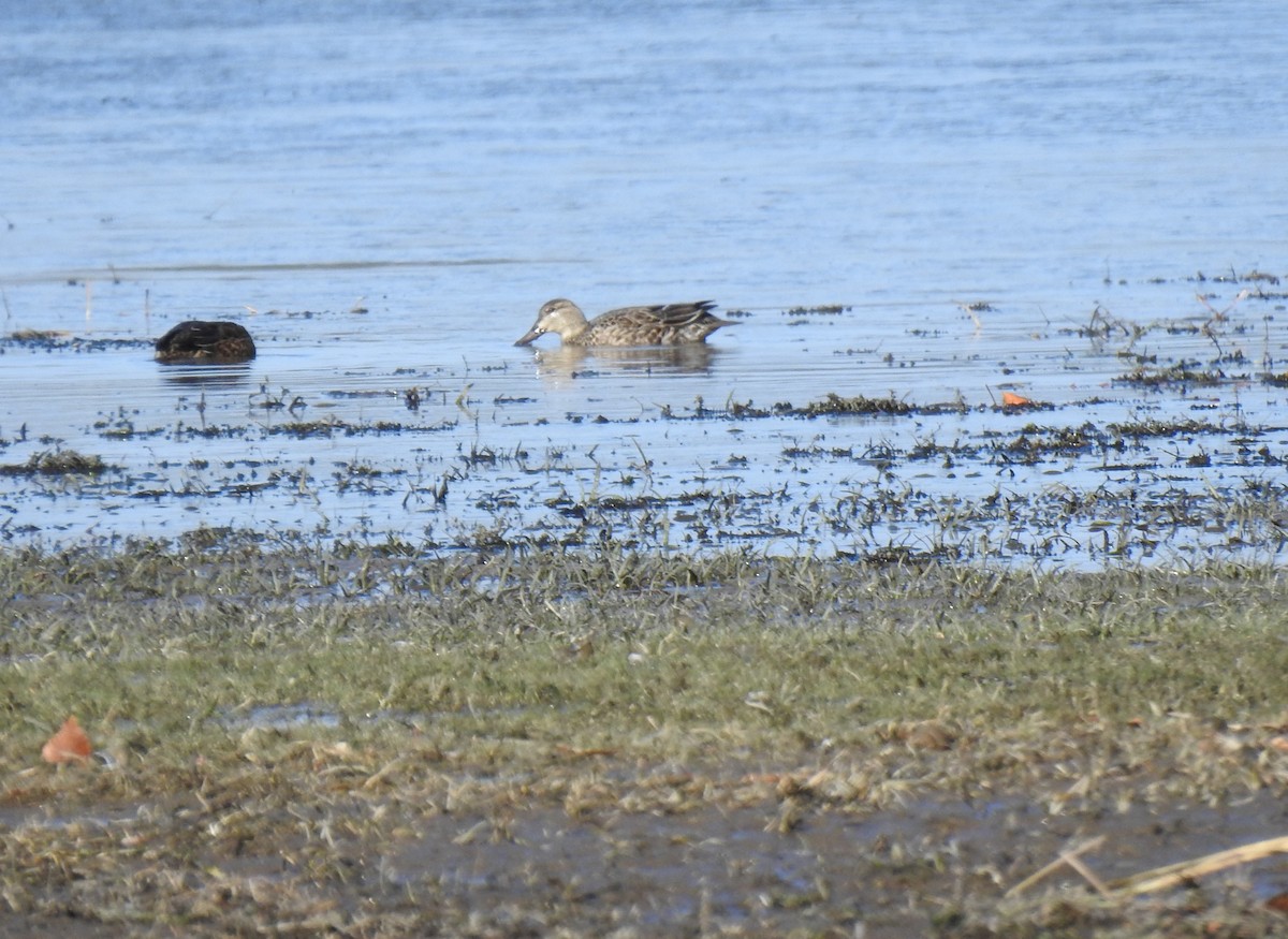 Green-winged Teal - ML611163237