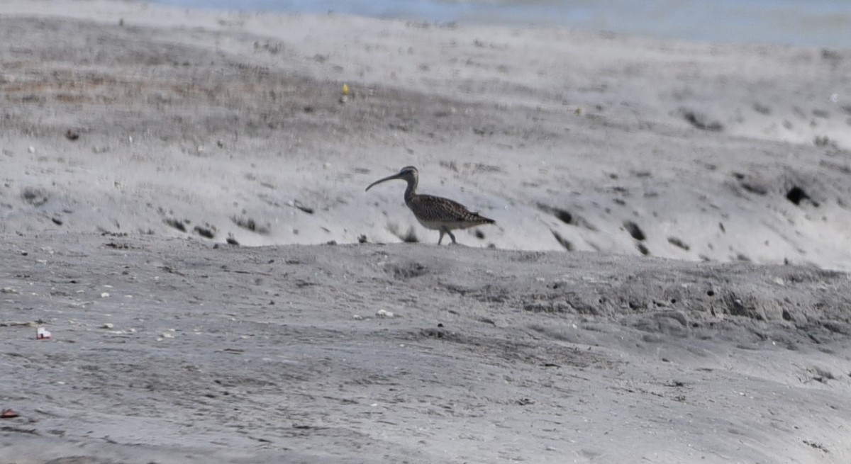 Whimbrel - Stewart Reed