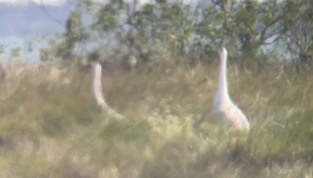 Whooping Crane - ML611163358