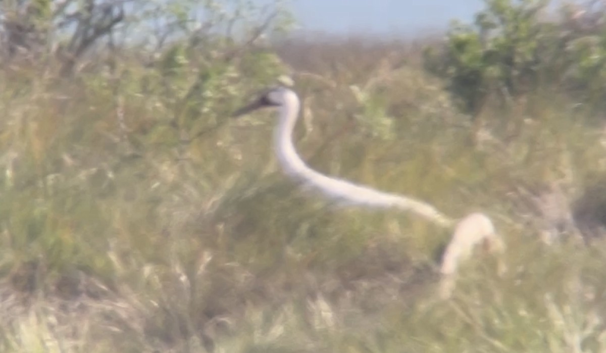 Whooping Crane - ML611163359