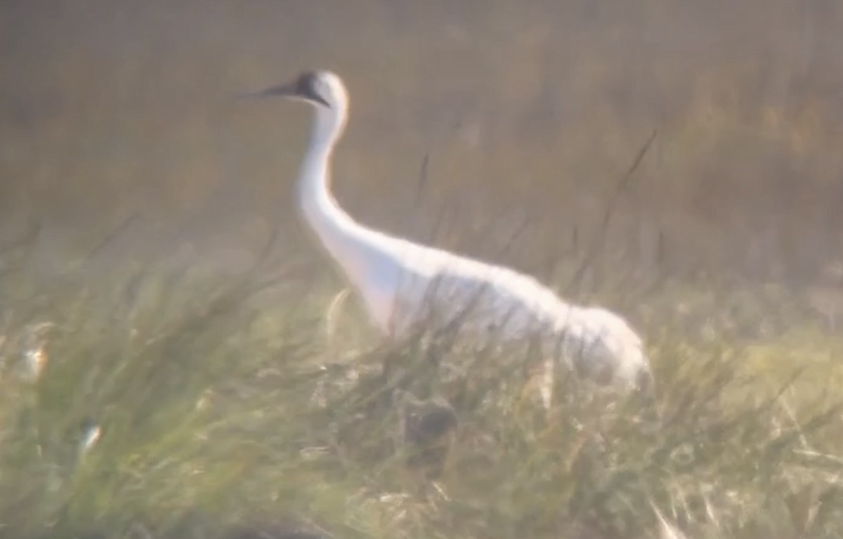 Whooping Crane - ML611163360