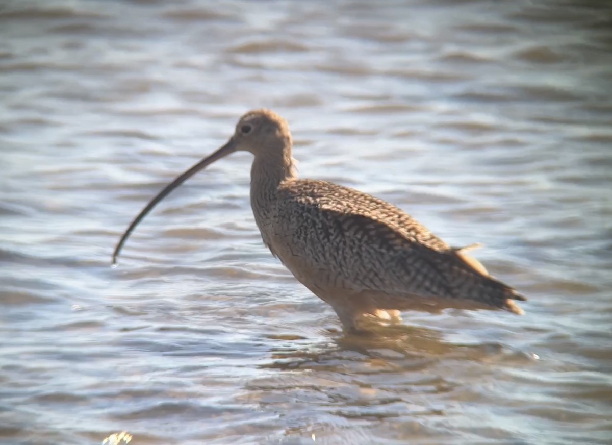 Long-billed Curlew - ML611163372